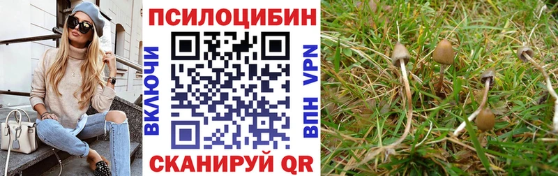 где купить   Стрежевой  Галлюциногенные грибы Cubensis 